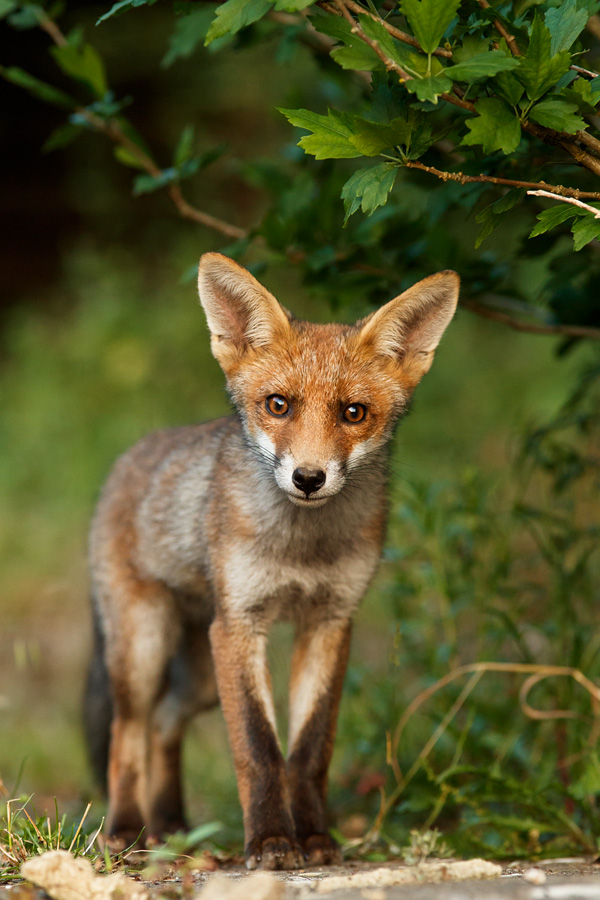 1006181006180514.jpg - Fox cub at three months old