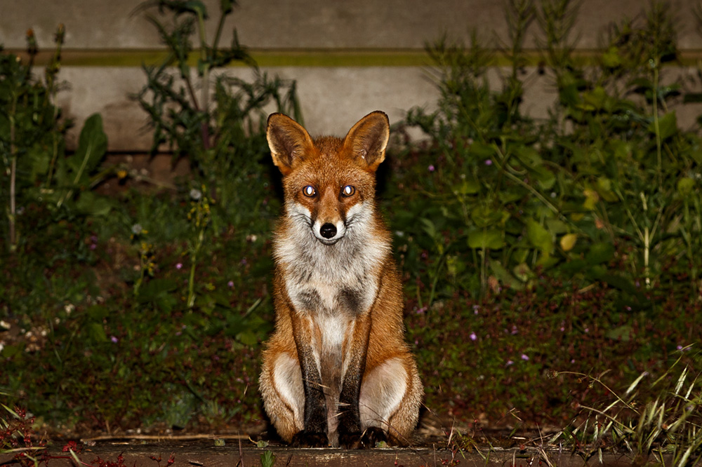 1006191006191787.jpg - Dog Fox keeping watch on Wolfy
