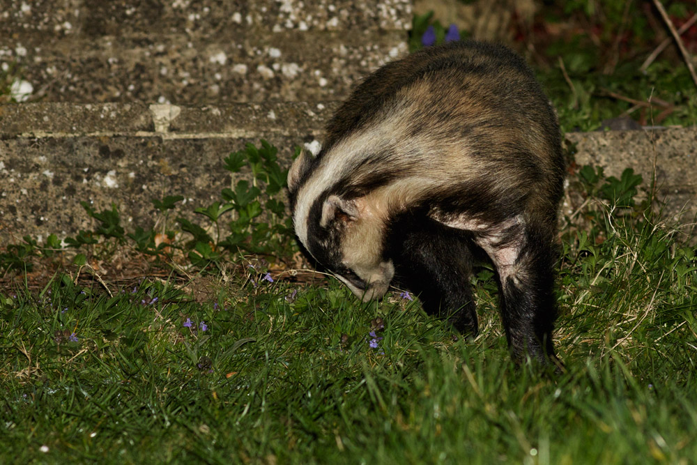 1007151604152868.jpg - Badger in garden