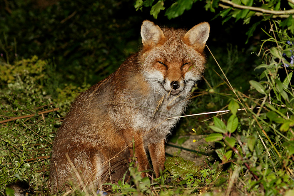 1008161008168072.jpg - Male fox sitting by a shrub