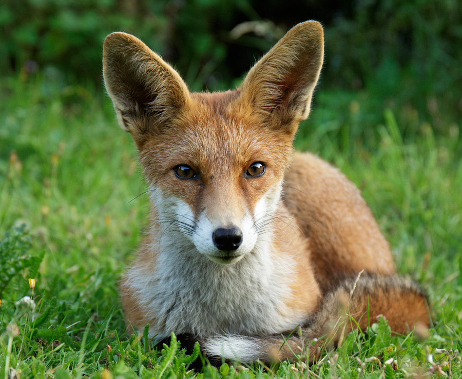 1008171008178237.jpg - Pretty vixen on lawn