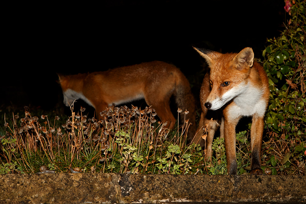 1008181008186239.jpg - Pretty Vixen (with Long Nose)