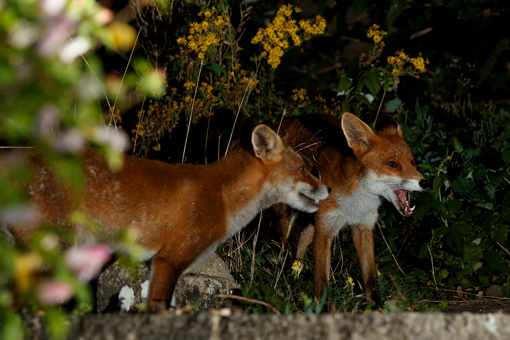 1008201008201845.jpg - Wolfy and Stumpy