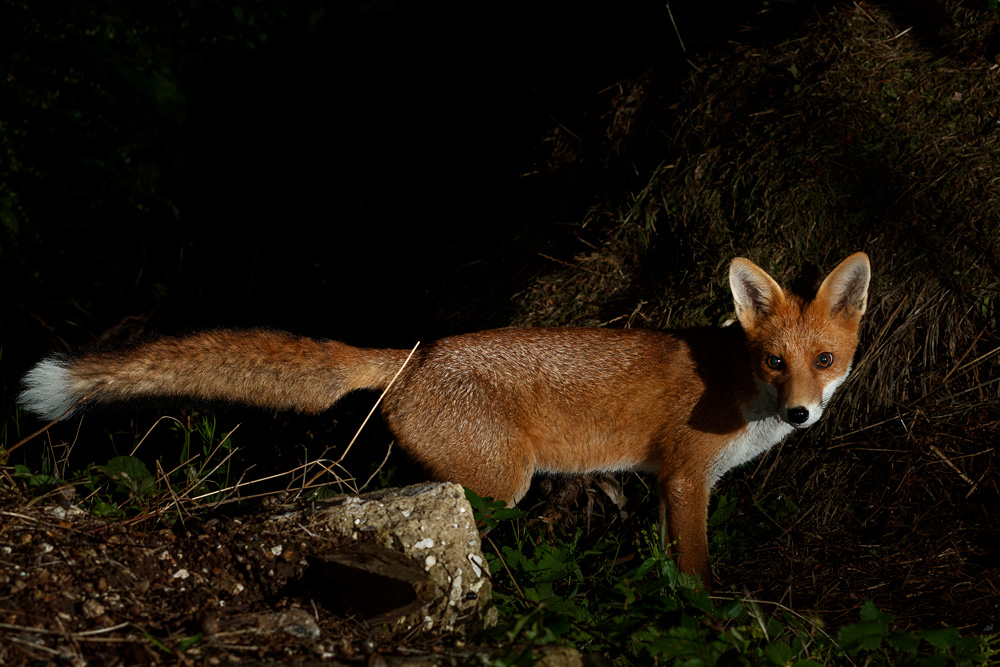 1008210808216769.jpg - Fox cub at night (Red)