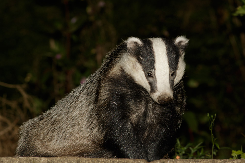 1009150709157592.jpg - Badger in garden