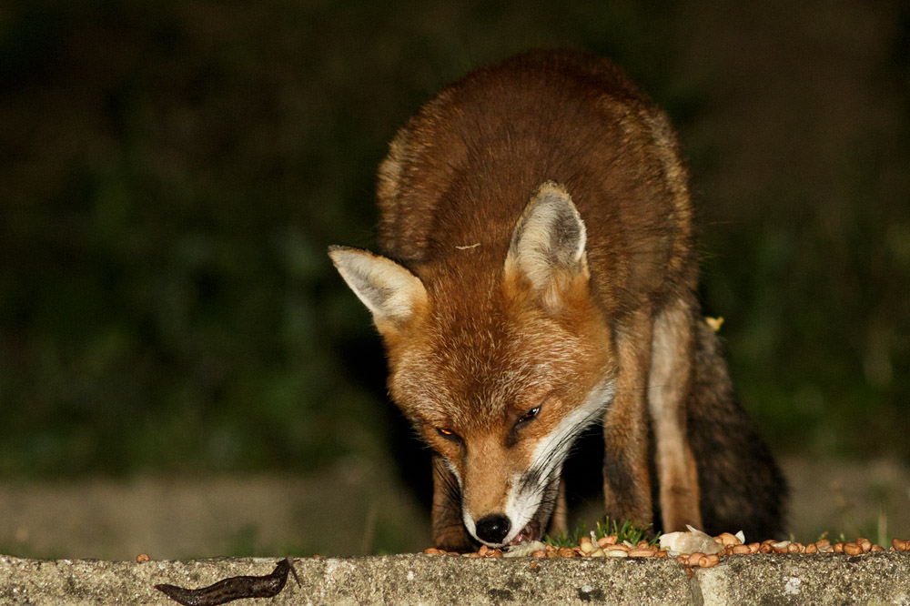 1009161009162883.jpg - Fox in garden
