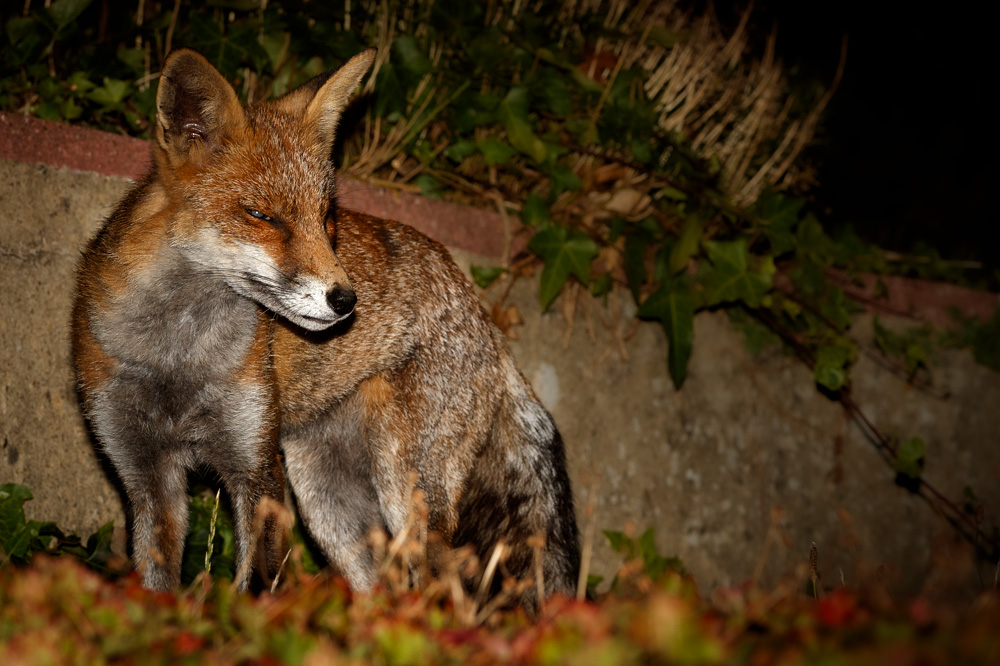 1009190809198313.jpg - Wolfy at night