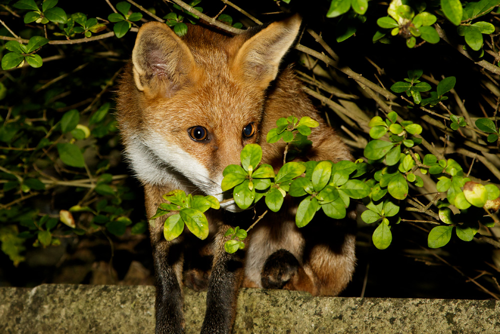 1010171010179454.jpg - Pretty vixen
