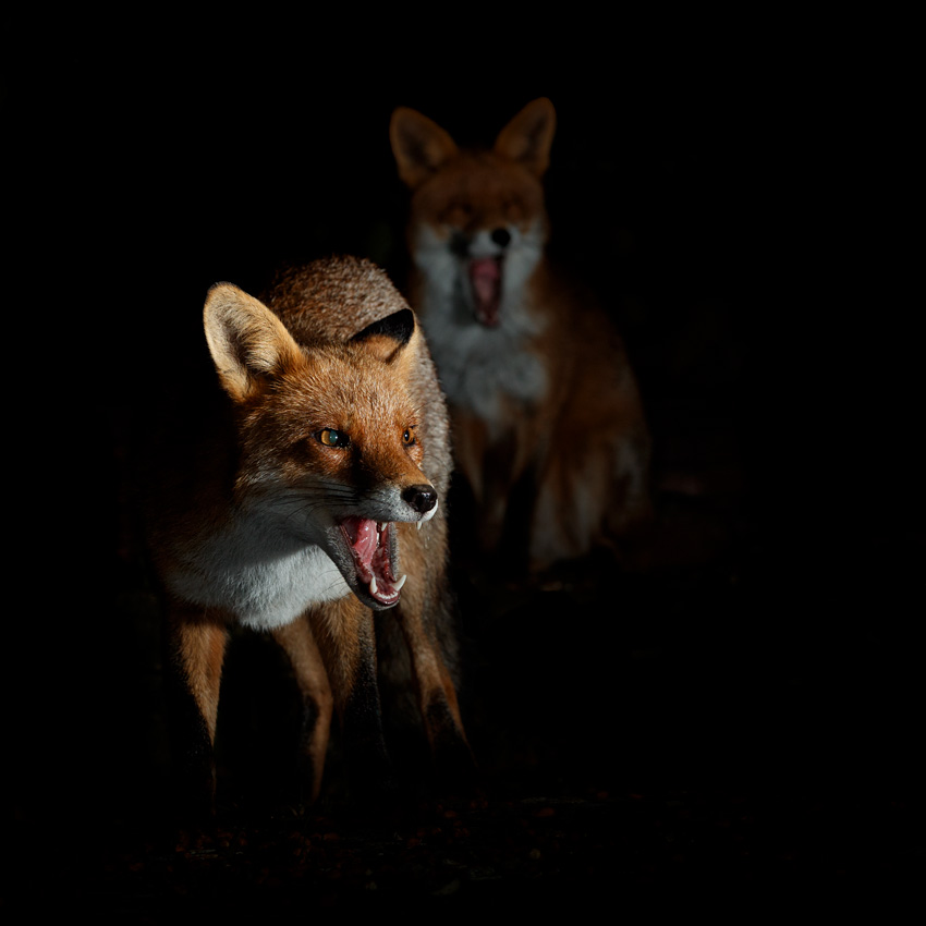 1010201010208064.jpg - Longtail and Stumpy