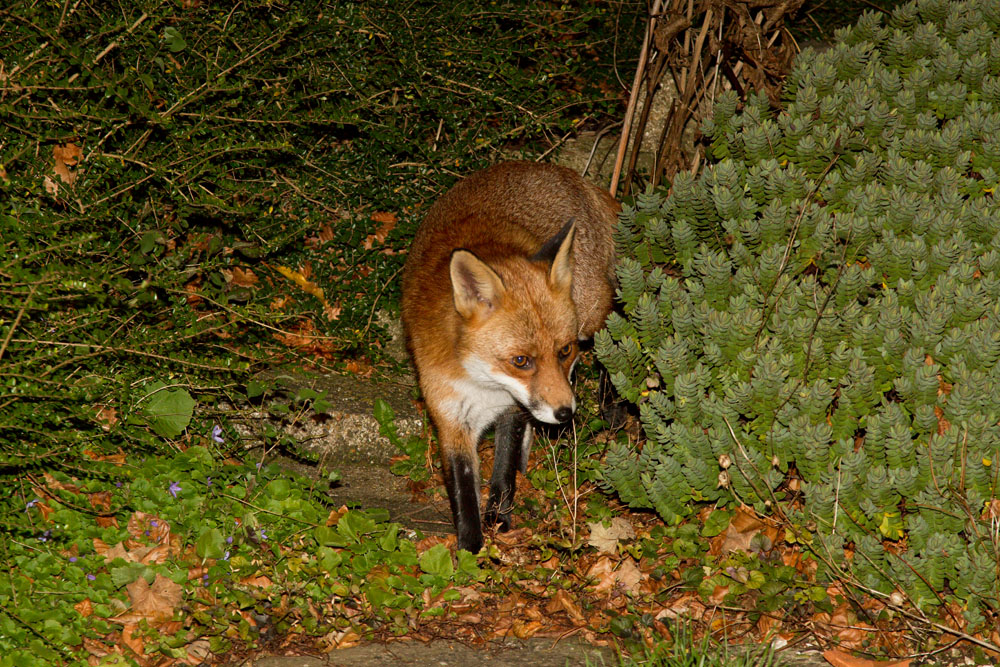 1011120811122848.jpg - Adult male fox (Vulpes vulpes) in garden in East Sussex.