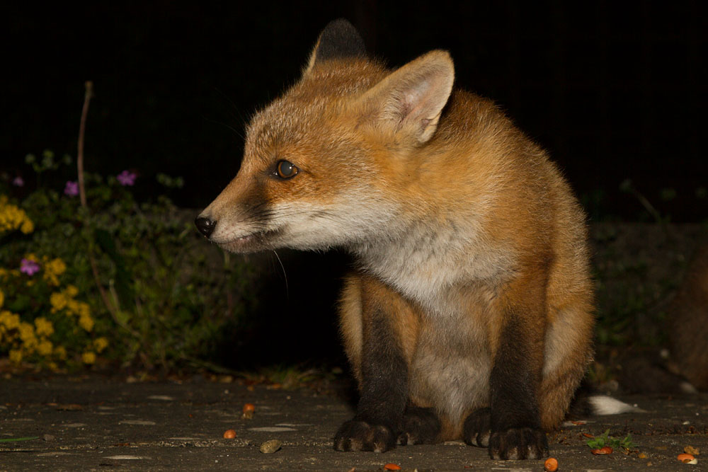 1011152305137849.jpg - Fox cub sitting
