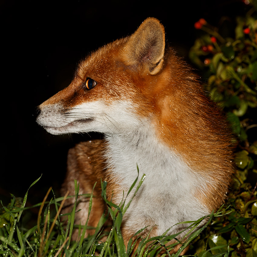 1011180911188687.jpg - Pretty at night