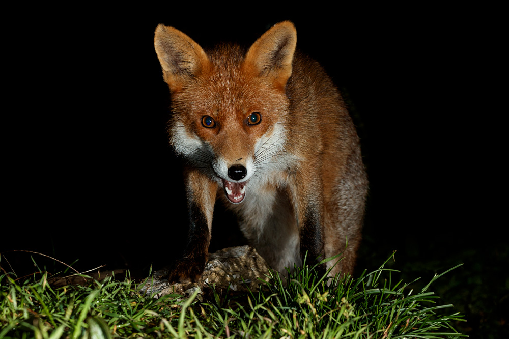 1011210911214552.jpg - Portrait of Stumpy