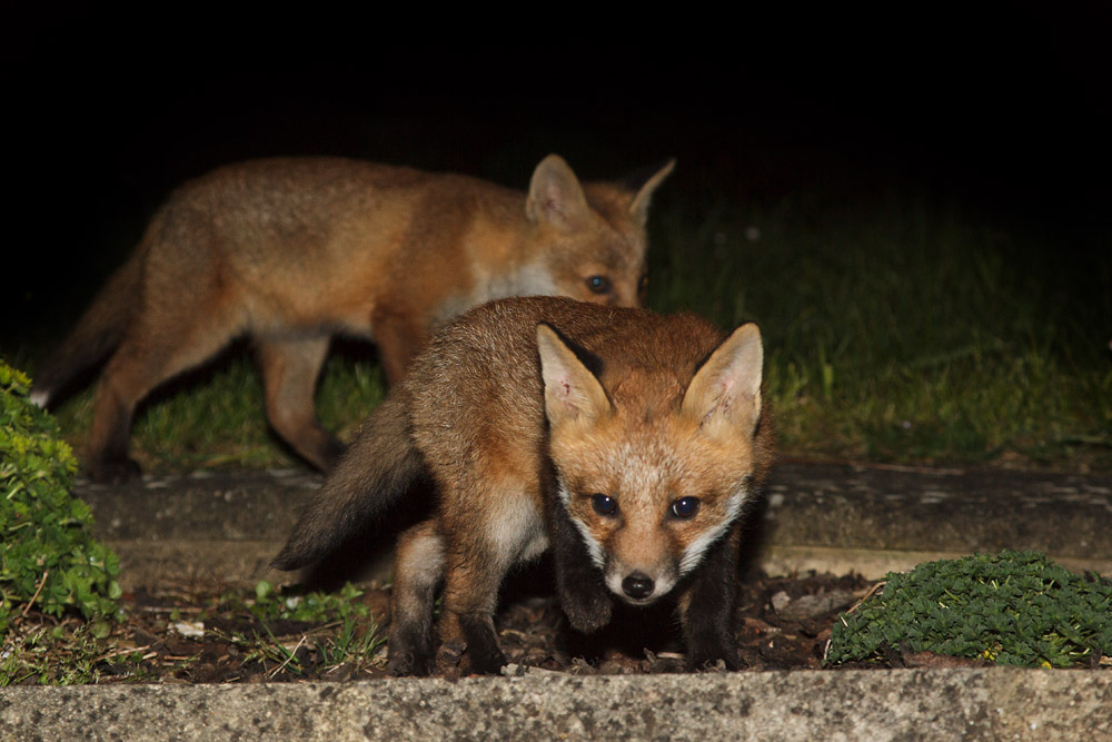 1012161705136585.jpg - Two fox cubs in the garden