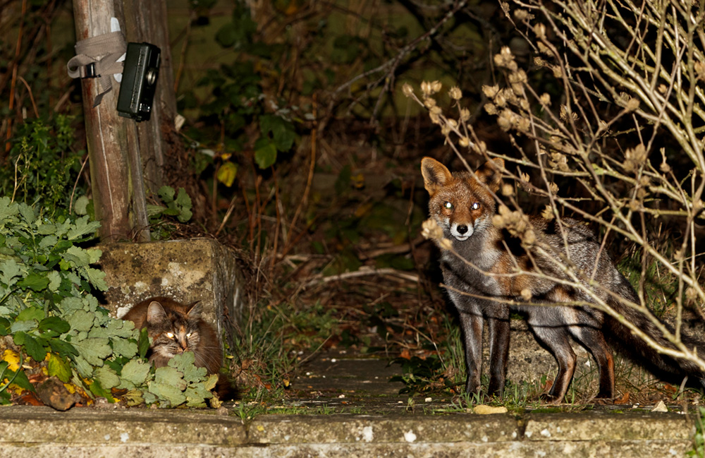 1012181012180848.jpg - Wolfy on a rare visit at night