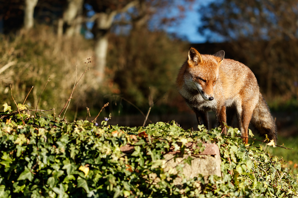 1012221012221520.jpg - Lopa in the garden in sunshine