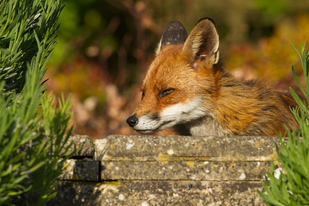 1101130705124694.jpg - Fox reclining on garden steps.