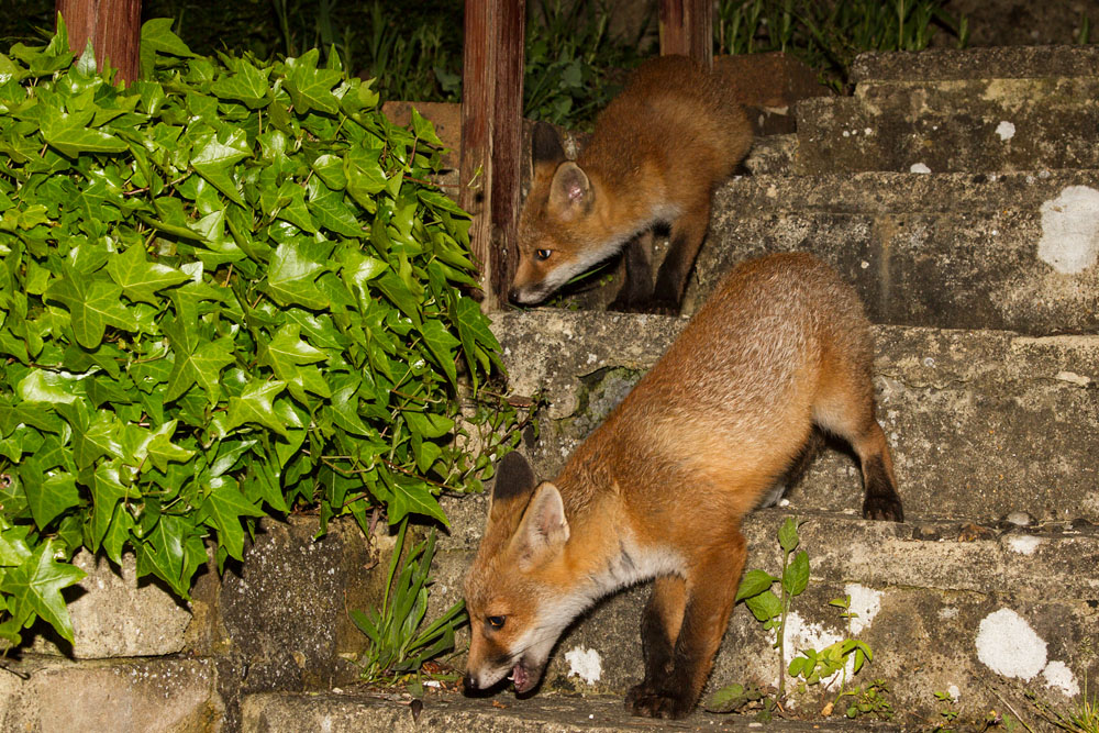 1101153105130730.jpg - Two fox cubs on the steps