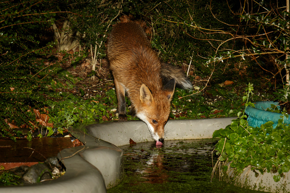 1101180901183302.jpg - Pretty Vixen at the garden pond