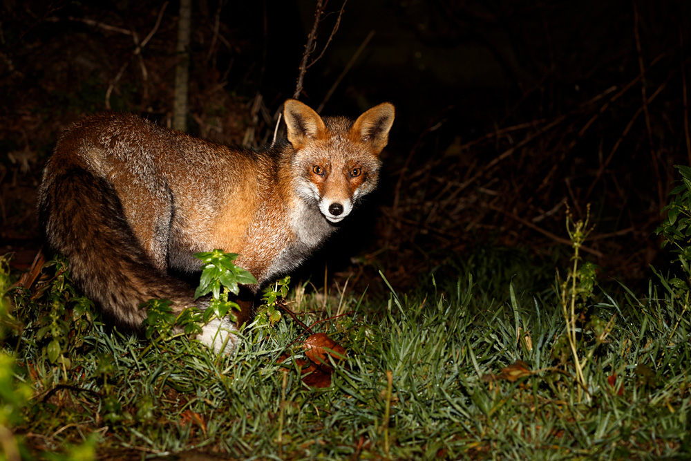 1101191101197103.jpg - Wolfy at night