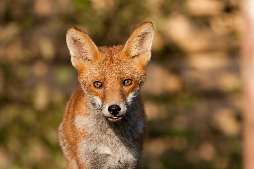 1102131109078476.jpg - Fox (Vulpes vulpes) in gentle poses in a suburban garden.