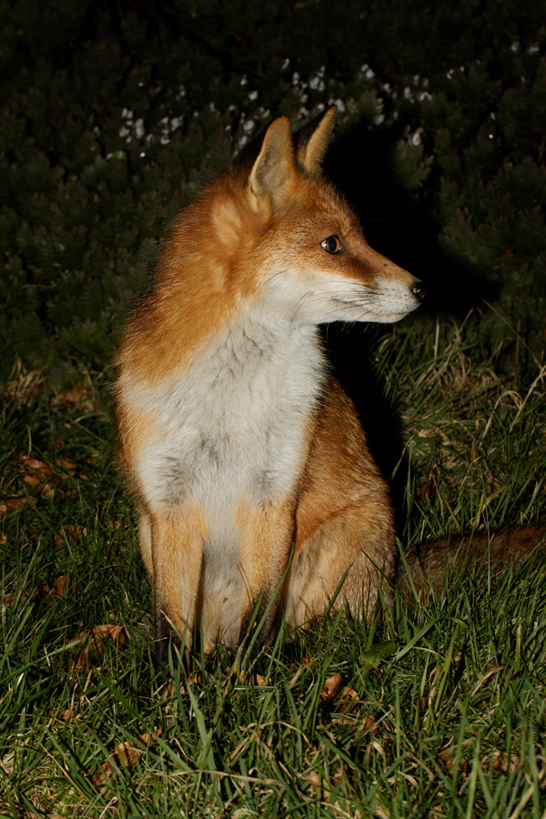 1102180902185839.jpg - Portrait of the Pretty Vixen