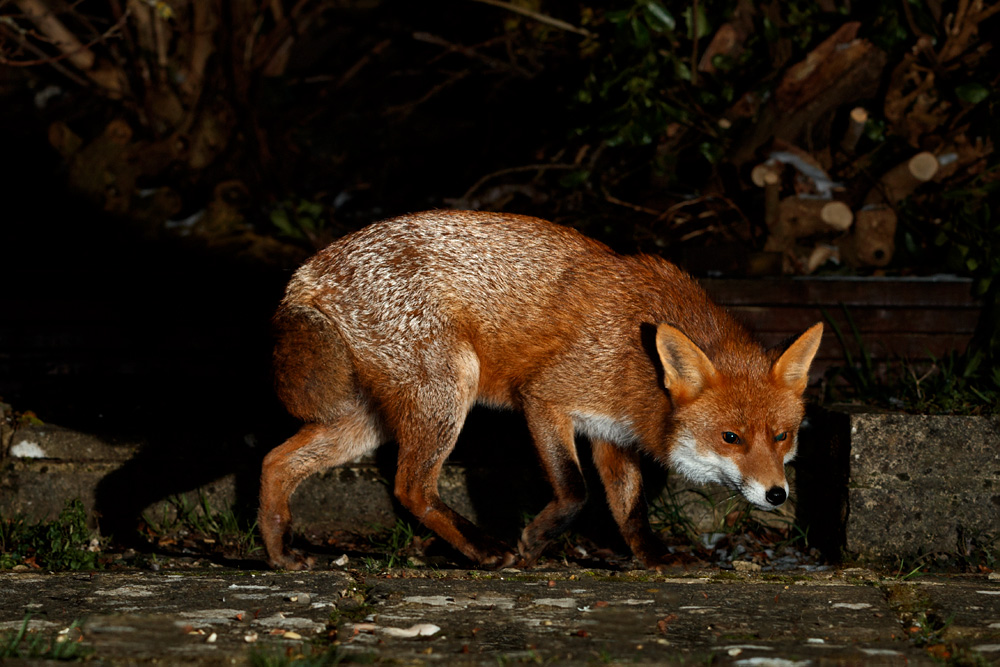 1102210902213604.jpg - Wolfy and Stumpy