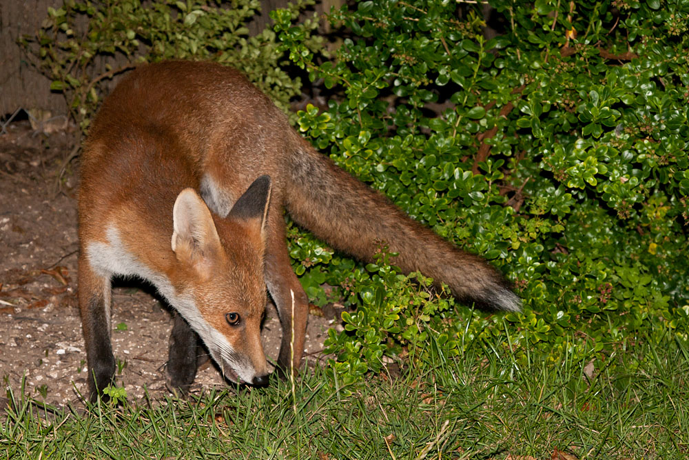 1103130308072525.jpg - Young fox (Vulpes vulpes) standing in a garden.