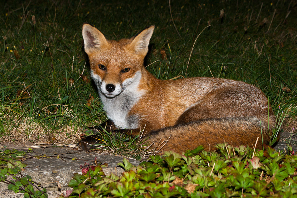 1103161109090449.jpg - Vixen relaxing