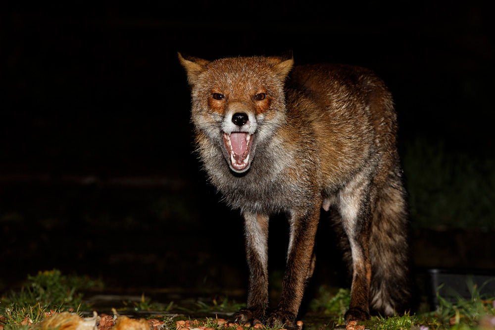 1103201103200018.jpg - Wolfy, the lactating vixen