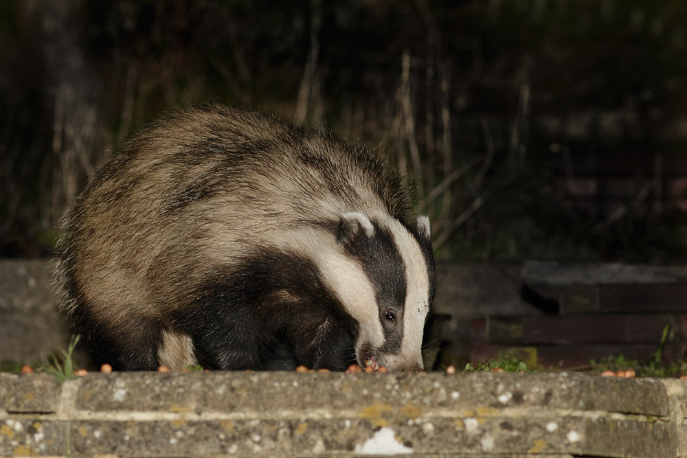 1104150804150178.jpg - Badger in garden