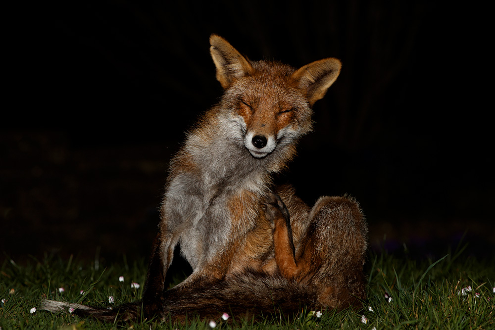 1104201004204011.jpg - Wolfy at night (with injured front right leg)