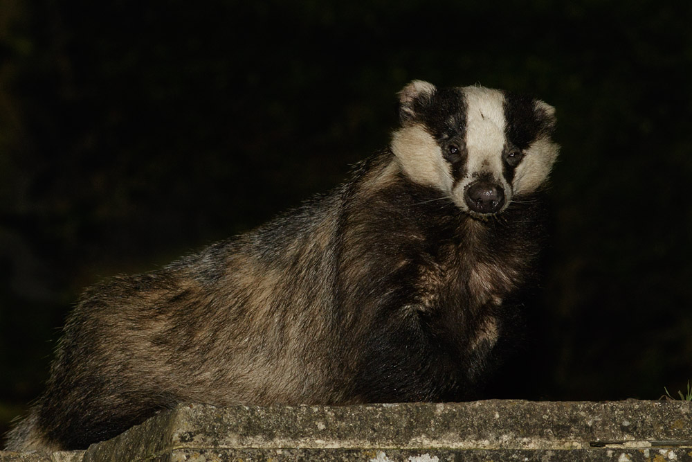 1105151005152815.jpg - Badger in garden (male #1)