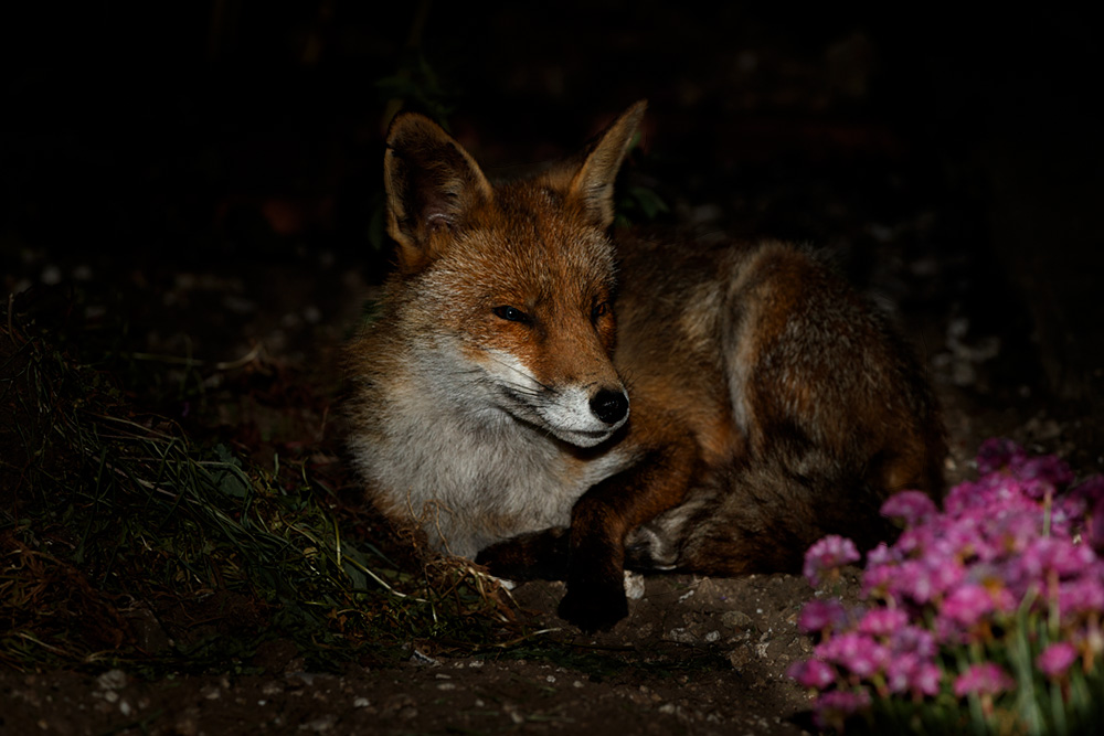1105200905209010.jpg - Wolfy the vixen