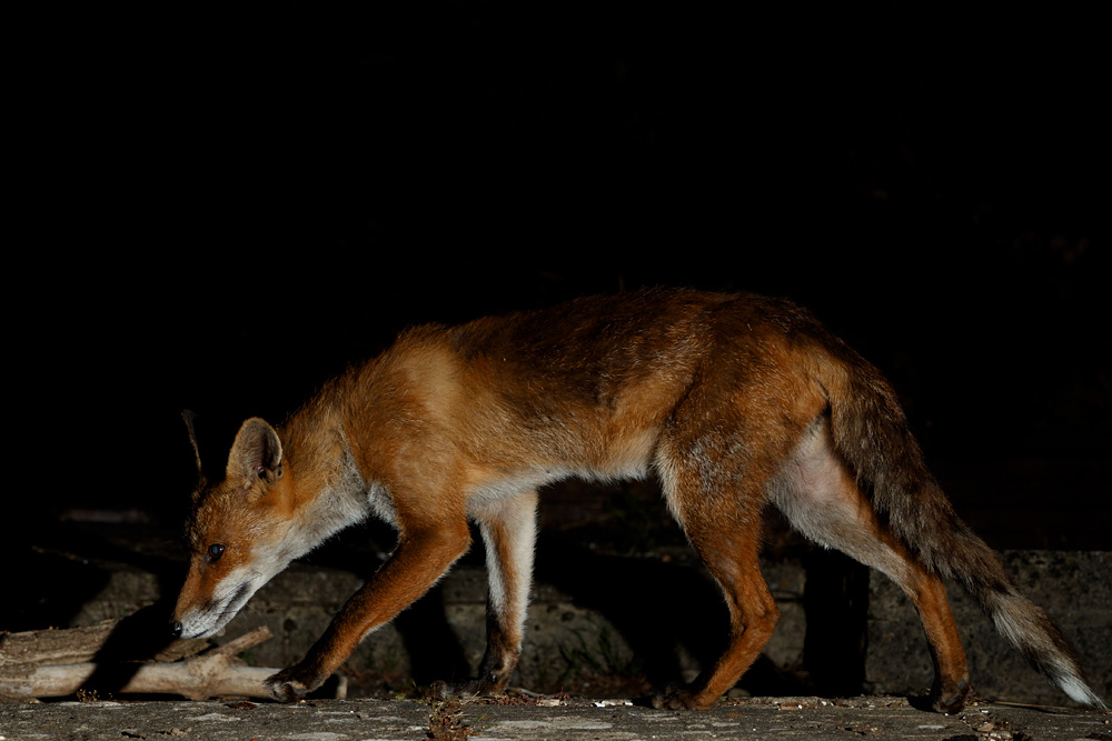 1106201006204896.jpg - Wolfy the vixen