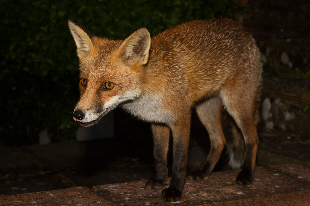 1107150909135411.jpg - Fox on wall