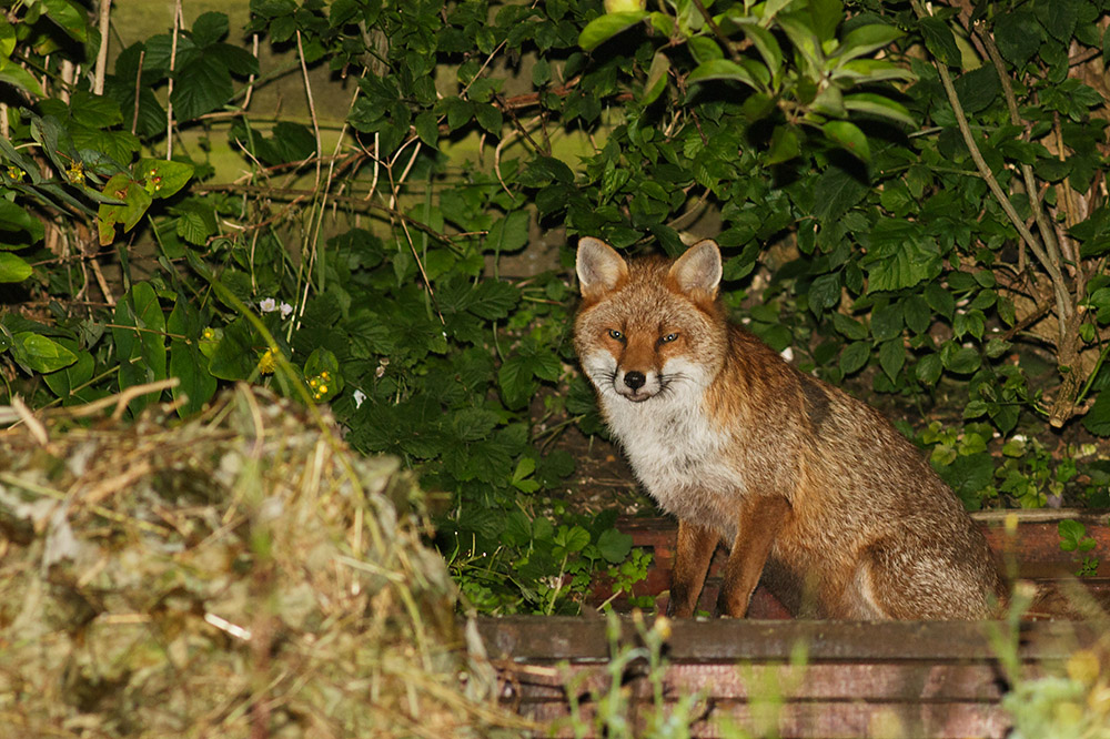 1107160807162682.jpg - Fox at rear of garden
