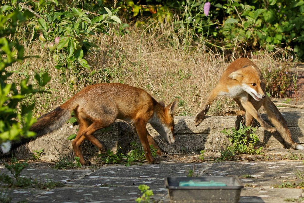 1107171007177613.jpg - Fox cub on decking