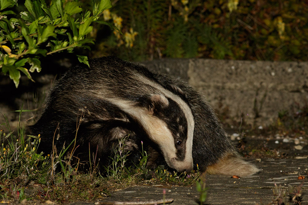 1108150708153077.jpg - Badger in garden