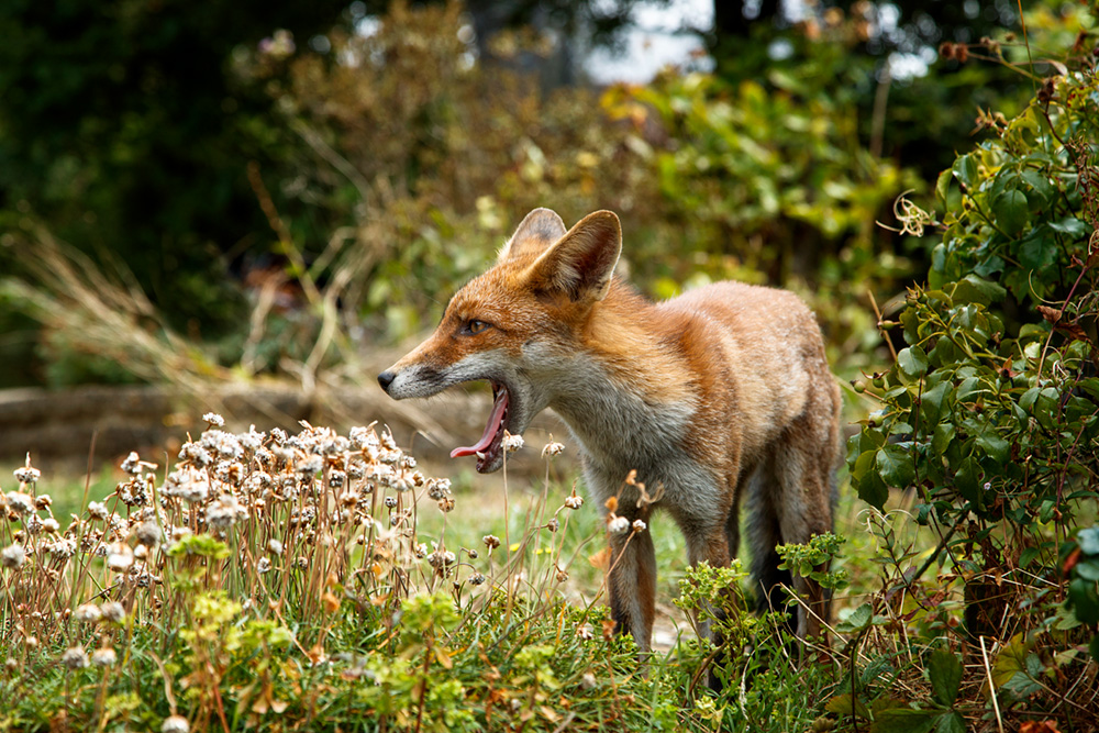 1108181108186303.jpg - Scamp in the garden