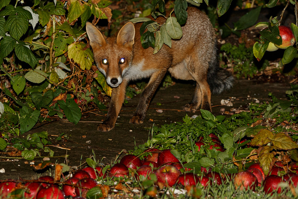 1108191008195574.jpg - Little Vixen