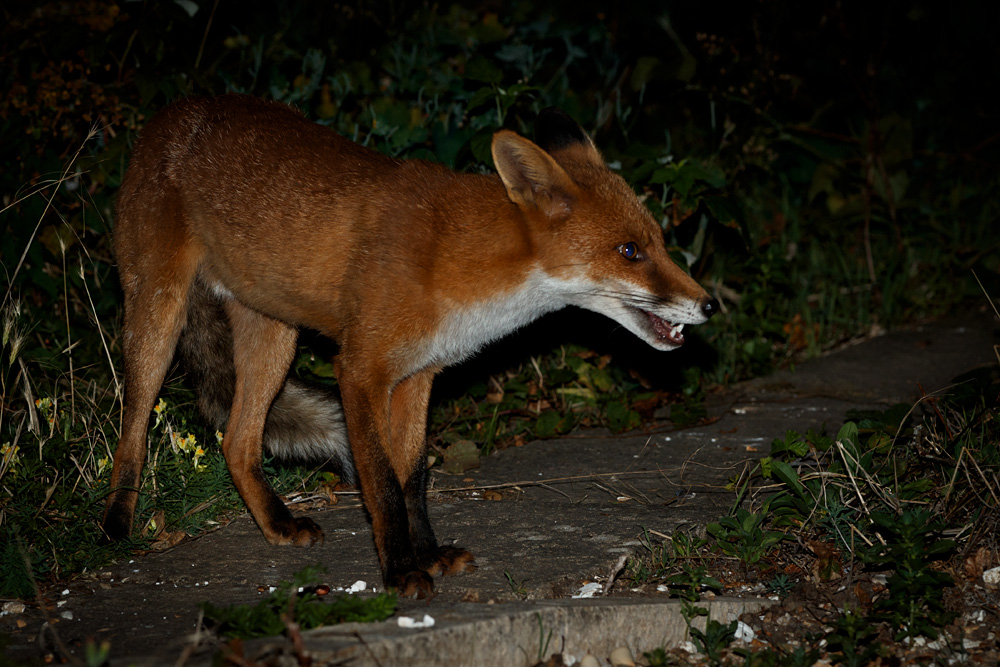 1108201108201993.jpg - Longtail