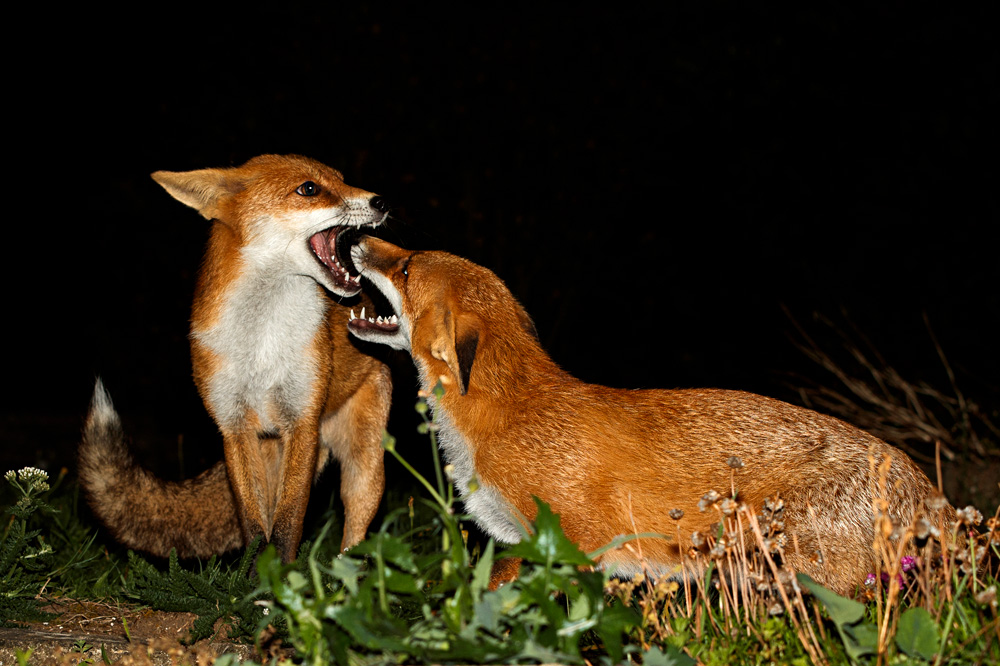 1109181109186026.jpg - Long Nose and Pretty Vixen