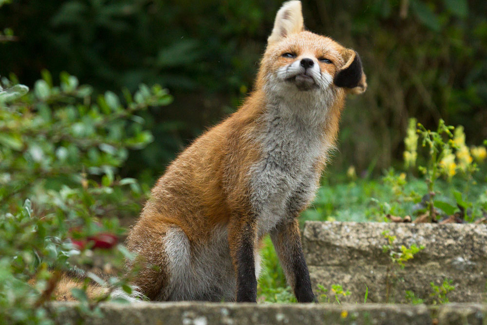 1110130510139542.jpg - Young fox (7 months old) shaking its head in a suburban garden.
