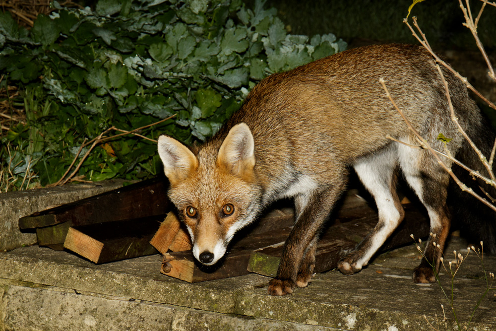 1110170810179435.jpg - Young male fox (Long Nose)