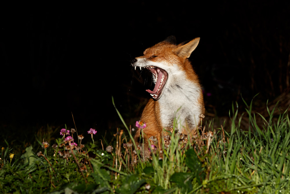 1110181110186565.jpg - Pretty yawning