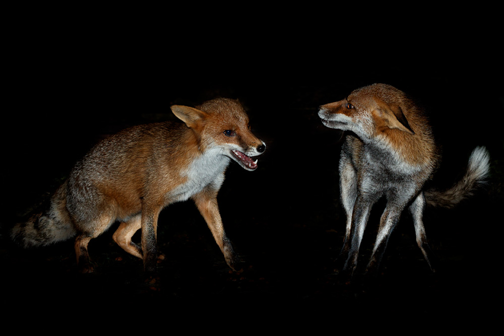 1110201110208139.jpg - Longtail and Wolfy