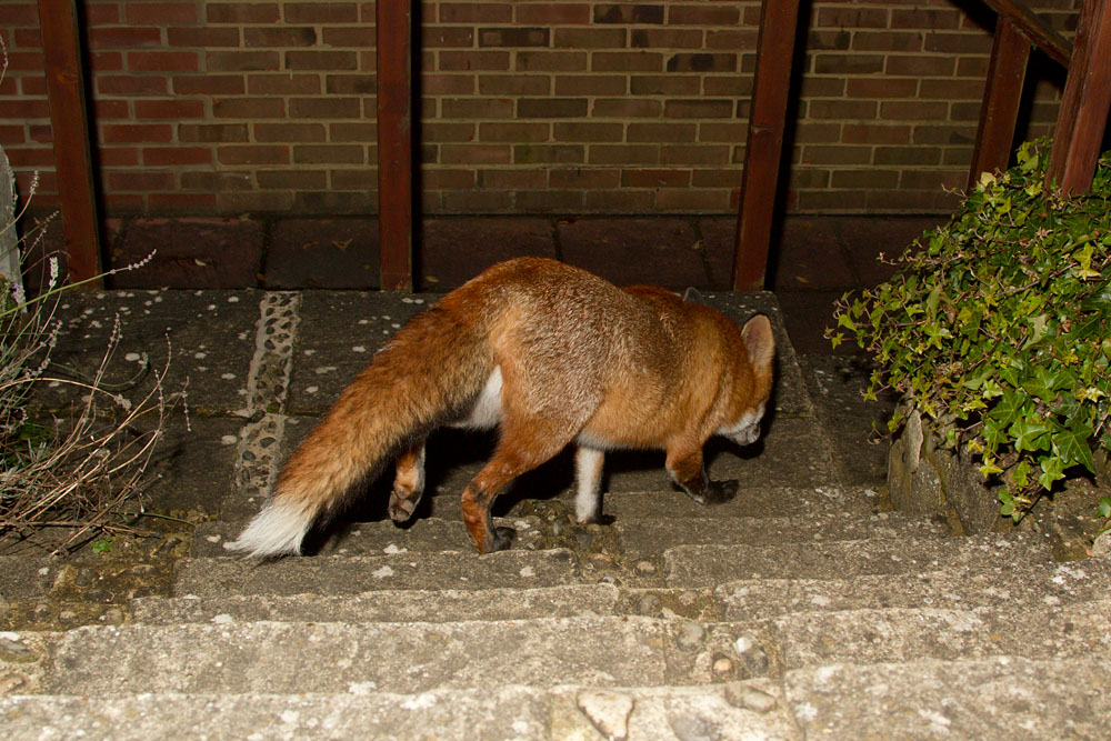 1111120811122865.jpg - Adult male fox (Vulpes vulpes) going down steps in garden in East Sussex.