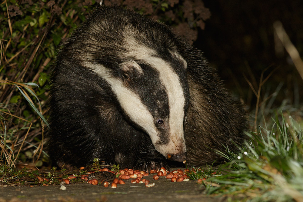 1111150111153739.jpg - Badger in garden