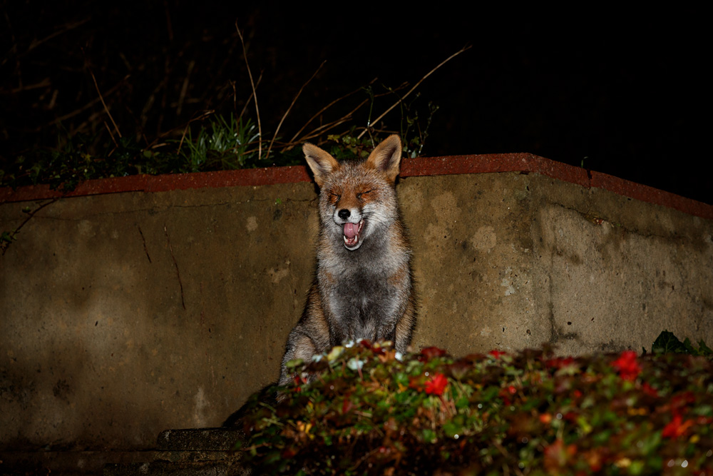 1111201111209585.jpg - Wolfy at night